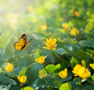 shutterstock_butterfly flowers